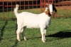 1X BOERGOAT FLOCK 4-122 EWE KRUISRIVIER BOERBOK STOET - 2