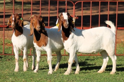 2X BOERGOAT FLOCK 4-090, 4-106 EWE KRUISRIVIER BOERBOK STOET