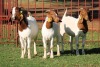 2X BOERGOAT FLOCK 4-090, 4-106 EWE KRUISRIVIER BOERBOK STOET - 2