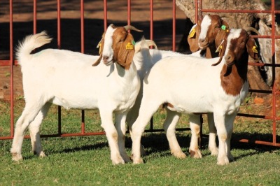 2X BOERGOAT FLOCK 4-111, 4-084 EWE KRUISRIVIER BOERBOK STOET