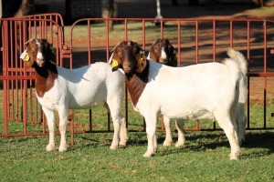 3X BOERGOAT FLOCK 4-220, 4-096, 4-059 EWE KRUISRIVIER BOERBOK STOET