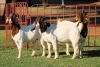 3X BOERGOAT FLOCK 4-220, 4-096, 4-059 EWE KRUISRIVIER BOERBOK STOET - 2