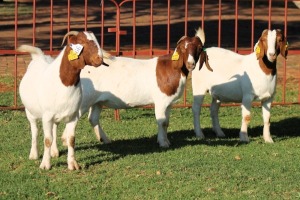 2X BOERGOAT FLOCK 4-120, 4-231 EWE KRUISRIVIER BOERBOK STOET