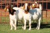 2X BOERGOAT FLOCK 4-120, 4-231 EWE KRUISRIVIER BOERBOK STOET - 2