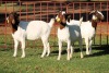 2X BOERGOAT FLOCK 4-102, 4-054 EWE KRUISRIVIER BOERBOK STOET