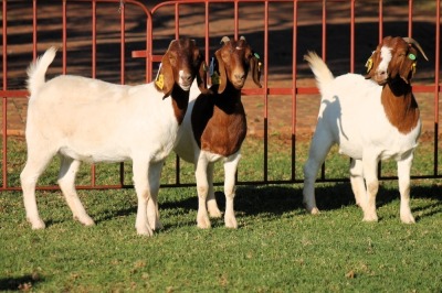 3X BOERGOAT FLOCK 4-047, 4-045, 4-142 EWE KRUISRIVIER BOERBOK STOET