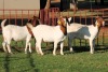 3X BOERGOAT FLOCK 4-047, 4-045, 4-142 EWE KRUISRIVIER BOERBOK STOET - 2