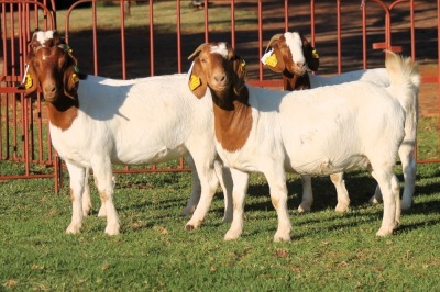 4X BOERGOAT FLOCK 4-129, 4-147, 4-136, 4-145 EWE KRUISRIVIER BOERBOK STOET