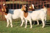 4X BOERGOAT FLOCK 4-129, 4-147, 4-136, 4-145 EWE KRUISRIVIER BOERBOK STOET - 2