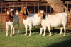 3X BOERGOAT FLOCK 4-227, 4-133, 4-134 EWE KRUISRIVIER BOERBOK STOET