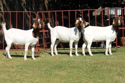 2X BOERGOAT FLOCK 4-074, 4-112, 4-113 EWE KRUISRIVIER BOERBOK STOET