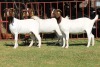 2X BOERGOAT FLOCK 4-074, 4-112, 4-113 EWE KRUISRIVIER BOERBOK STOET - 2