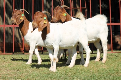 3X BOERGOAT FLOCK 4-080, 4-293 EWE KRUISRIVIER BOERBOK STOET