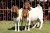 3X BOERGOAT FLOCK 4-080, 4-293 EWE KRUISRIVIER BOERBOK STOET - 2