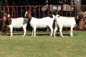 2X BOERGOAT FLOCK 4-095, 4-049 EWE KRUISRIVIER BOERBOK STOET