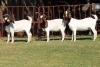 2X BOERGOAT FLOCK 4-095, 4-049 EWE KRUISRIVIER BOERBOK STOET - 2