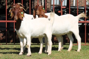 3X BOERGOAT FLOCK 4-115, 4-124, 4-043 EWE KRUISRIVIER BOERBOK STOET