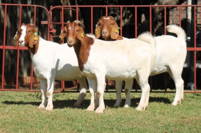 3X BOERGOAT FLOCK 4-228, 4-146, 4-138 EWE KRUISRIVIER BOERBOK STOET