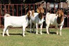 3X BOERGOAT FLOCK 4-228, 4-146, 4-138 EWE KRUISRIVIER BOERBOK STOET - 2