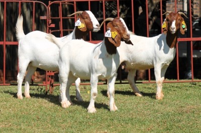 3X BOERGOAT FLOCK 4-223, 4-305, 4-139 EWE KRUISRIVIER BOERBOK STOET