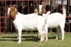 3X BOERGOAT FLOCK 4-223, 4-305, 4-139 EWE KRUISRIVIER BOERBOK STOET - 2