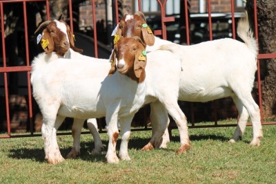 3X BOERGOAT FLOCK 4-126, 4-222, 4-137 EWE KRUISRIVIER BOERBOK STOET