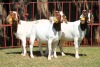 3X BOERGOAT FLOCK 4-132, 4-229, 4-224 EWE KRUISRIVIER BOERBOK STOET