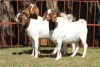 3X BOERGOAT FLOCK 4-132, 4-229, 4-224 EWE KRUISRIVIER BOERBOK STOET - 2