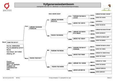 1X BOERGOAT STUD 10-172 SP BUCK LUKAS BURGER BOERBOK STOET