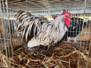 1X SILVER LACED ORPINGTON MALE HANNES VAN STADEN