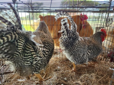 2X KOEKOEK MALE HANNES VAN STADEN