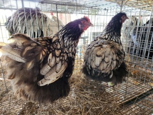 2X SILVER LACED ORPINGTON FEMALE HANNES VAN STADEN