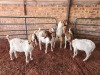 6X BOER GOAT DOE PHILIP VAN NIEKERK