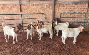 8X BOER GOAT DOE PHILIP VAN NIEKERK