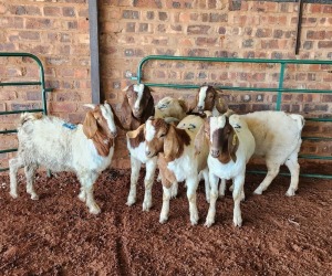 5X BOER GOAT BUCK PHILIP VAN NIEKERK