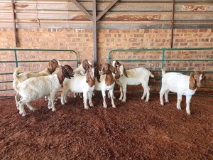 8X BOER GOAT DOE PHILIP VAN NIEKERK