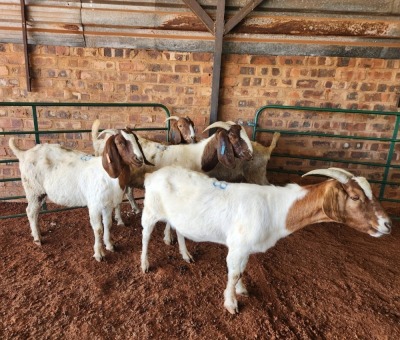 5X BOER GOAT DOE PHILIP VAN NIEKERK