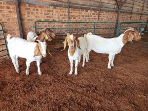 4X BOER GOAT DOE PHILIP VAN NIEKERK