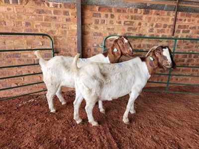 2X BOER GOAT DOE PHILIP VAN NIEKERK