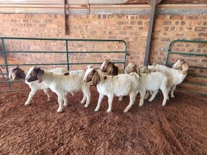 6X BOER GOAT BUCK PHILIP VAN NIEKERK