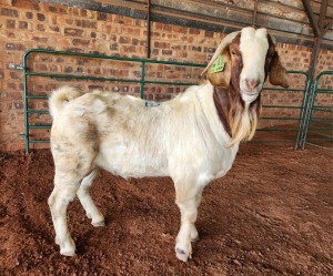 1X BOER GOAT BUCK PHILIP VAN NIEKERK