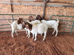 4X BOER GOAT DOE PHILIP VAN NIEKERK