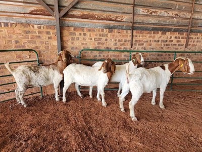 4X BOER GOAT DOE PHILIP VAN NIEKERK