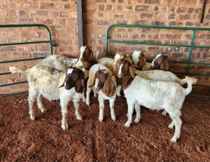 7X BOER GOAT BUCK PHILIP VAN NIEKERK