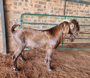 1X KALAHARI RED BUCK LERUO SBUD