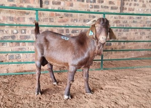 1X KALAHARI RED BUCK PAULA BURGESS