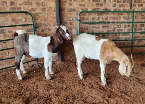 2X BOER GOAT DOE PAULA BURGESS