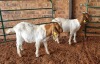 2X BOER GOAT BUCK PAULA BURGESS