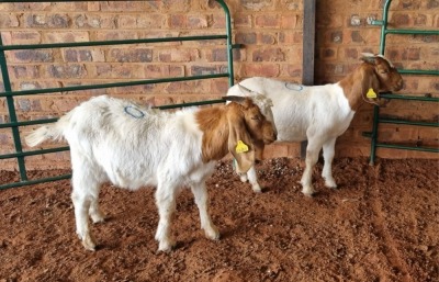 2X BOER GOAT BUCK PAULA BURGESS