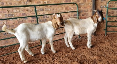 2X BOER GOAT BUCK PAULA BURGESS